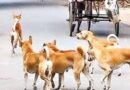 Dogs Bite | పిచ్చి కుక్కల‌ స్వైర‌విహారం – 15 మందికి గాయాలు