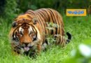 Tiger Attack | మ్యాన్ ఈట‌ర్ కు మరొక‌రు బ‌లి..