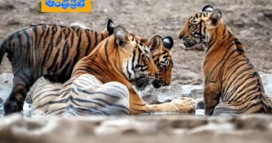 Amrabad Tiger Reserve | పెరిగిన పులుల సంఖ్య.. Amrabad Tiger Reserve | పెరిగిన పులుల సంఖ్య..
