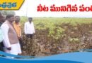 పంట చేల‌ను పరిశీలిస్తున్న‌ మంత్రి