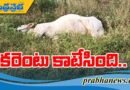 షాక్‌తో ఎద్దు మృతి