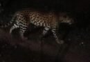 Leopard | చిరుతపులి సంచారం..