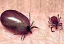 Scrub typhus | వ్యాధి భయంతో వణుకుతున్న జిల్లా..