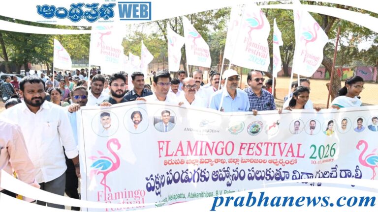 Flamingo Festival