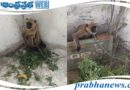 Monkeys | కోతుల విముక్తి కోసం…
