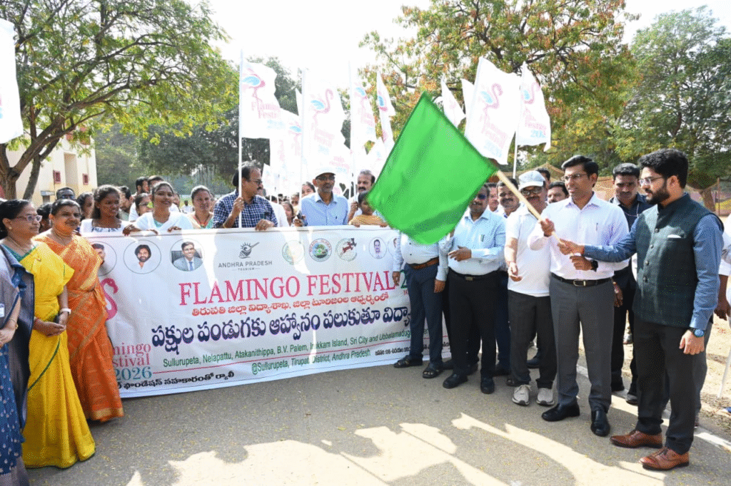 Flamingo Festival