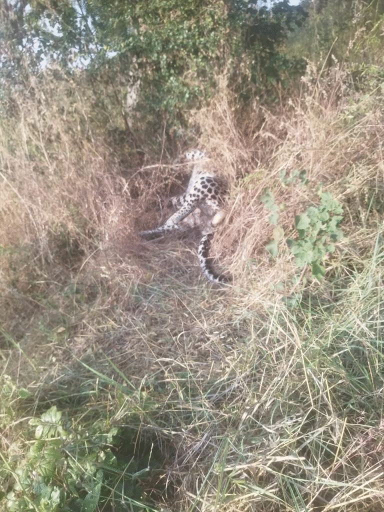 Leopard dies