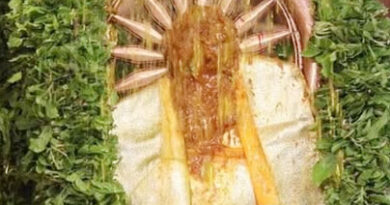 TTD TEMPLE | జూబిలీహిల్స్‌లో మహా వైభవంగా బ్రహ్మోత్సవాలు