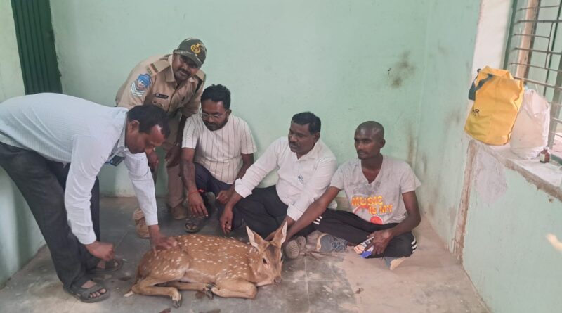 deer l