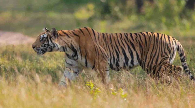 Tiger