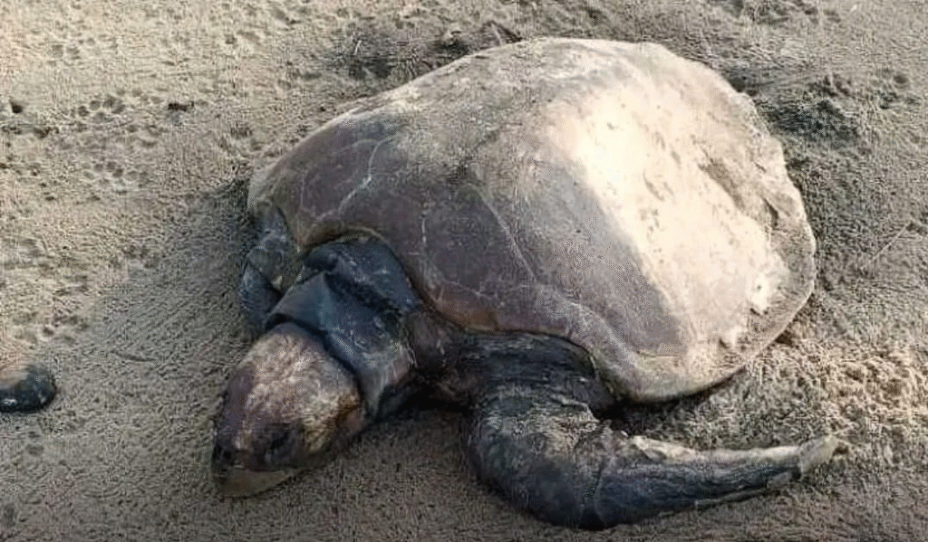 Olive Ridley |