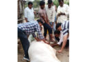 ఎద్దుకు పునర్జన్మ ఇచ్చిన పశువైద్యాధికారి..