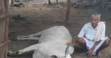 పిడుగుపాటుకు ఎద్దు మృతి