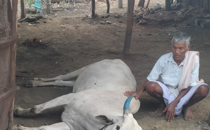 పిడుగుపాటుకు ఎద్దు మృతి
