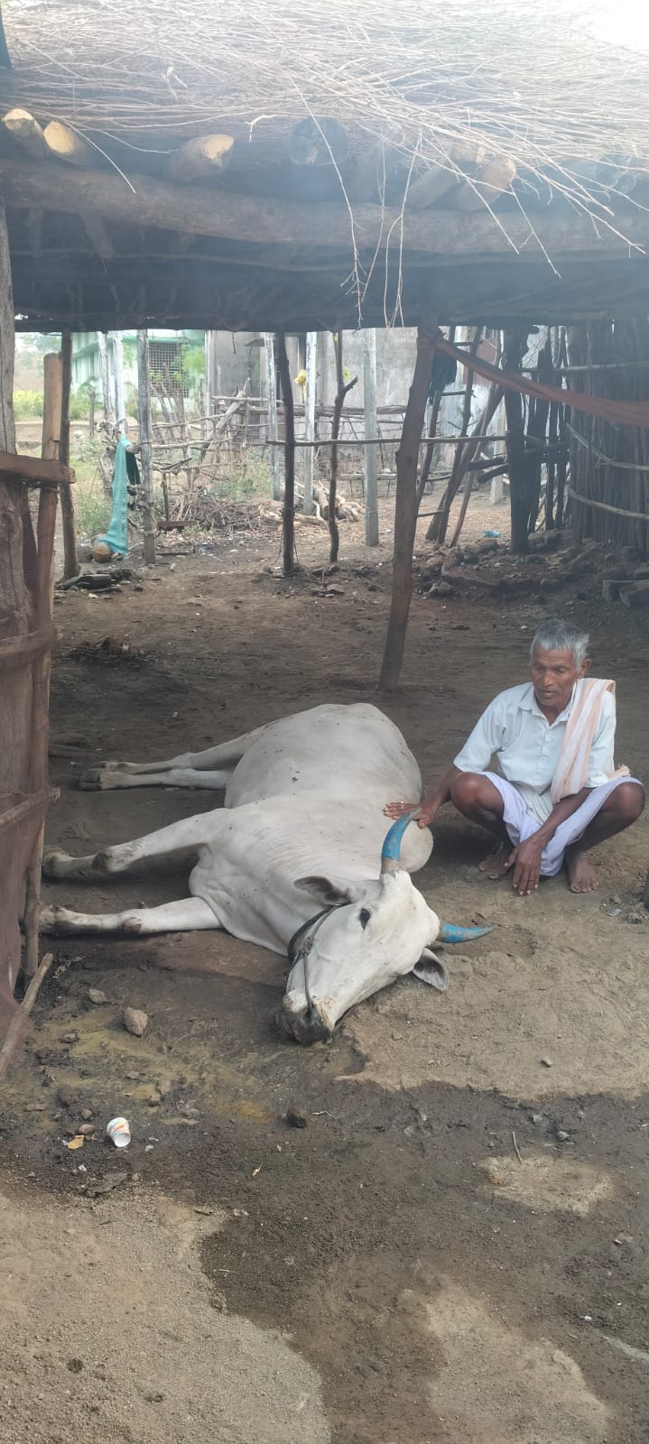 పిడుగుపాటుకు ఎద్దు మృతి