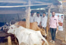 పశువులకు టీకాల కార్యక్రమం..