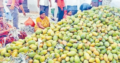 మామిడి సీజన్‌కు యుద్ధం షాక్..