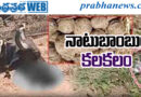 TG | మూడు పశువులకు తీవ్ర గాయాలు..