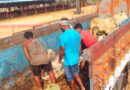 పశువుల అక్రమ రవాణా.. లారీ పట్టివేత