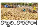100 coconut trees |
