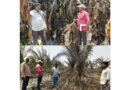 బాధిత రైతుల పంటలను పరిశీలించిన జిల్లా ఉద్యాన శాఖ అధికారి