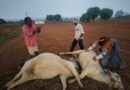 పిడుగుపాటుకు రెండు ఎద్దులు మృతి..