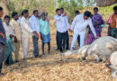 కాడెడ్లు మృతి చెందిన రైతుకు ఆర్థిక సహాయం