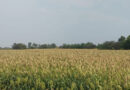 78000 acres