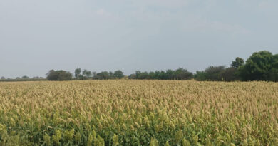 78000 acres