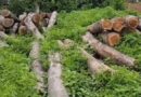 అక్రమాల ఆరోపణల ముసురులో రేంజర్