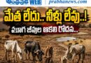 Cattle-Fodder-Shortage : చెరువుల్లో నీళ్లు లేవు Andhra Prabha To[ Story