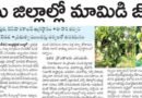 Mango | సీమ జిల్లాల్లో మామిడి జోరు.. సిండికేట్ల బెడదపై ప్రభుత్వ నజర్