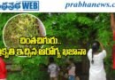 చింతచిగురు ఎందుకు ఆరోగ్యానికి మంచిదో తెలుసా?