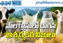 World Milk Day | ప్రతిరోజూ తాగే పాల గురించి మీకు తెలియని విశేషాలు..