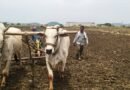 నైరుతి రుతుపవనాలతో కృష్ణా డెల్టాలో ముందస్తు వరి సాగుకు ఊపు