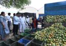 తోతాపురి రైతులకు ప్రభుత్వం అండగా..