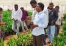 ఆయిల్ ఫామ్ నర్సరీలో అవకతవకలు