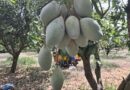 కుప్పకూలిన తోతాపురి…