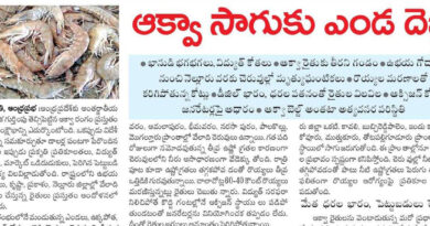 AP Aqua Farmers Crisis