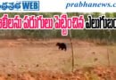 Bear Scare