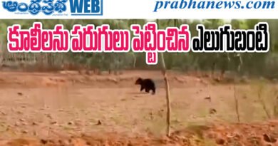 Bear Scare