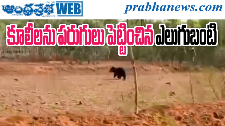 Bear Scare