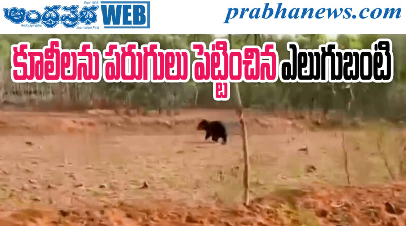 Bear Scare
