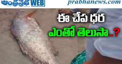 Rare Fish Auction