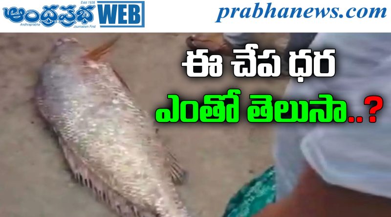 Rare Fish Auction
