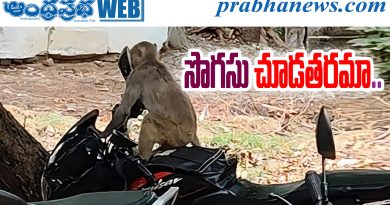 Monkey Mirror