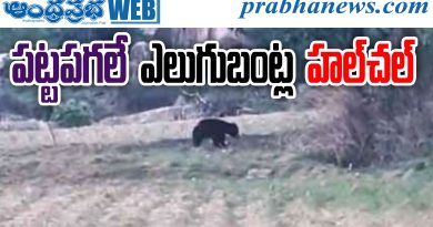 BearAlert