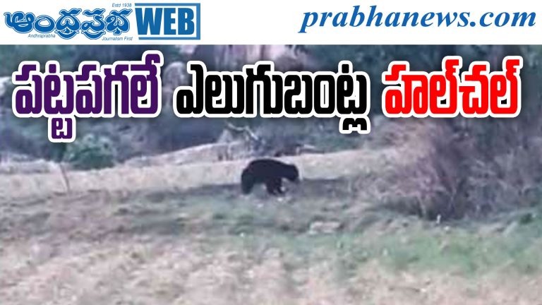 BearAlert