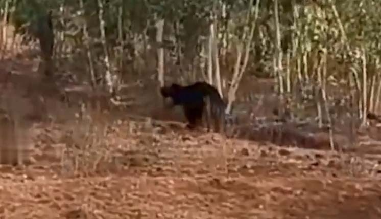 Bear Scare