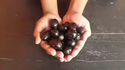 Jamun Health